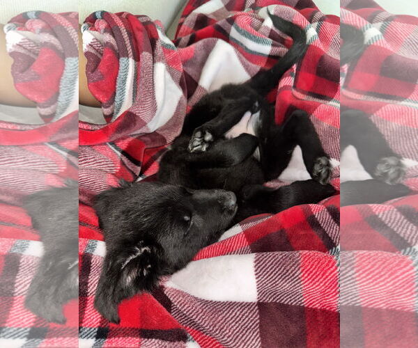 Medium Photo #2 German Shepherd Dog-Unknown Mix Puppy For Sale in The Woodlands, TX, USA