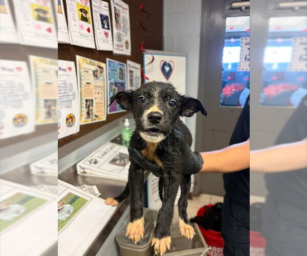 Medium Photo #1 German Shepherd Dog Puppy For Sale in Stockton, CA, USA