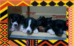 Small Photo #20 Border Collie-Pembroke Welsh Corgi Mix Puppy For Sale in ORCHARD, CO, USA