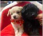 Small Photo #5 Pom-A-Poo Puppy For Sale in ORLANDO, FL, USA