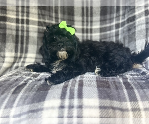 Medium Photo #8 ShihPoo Puppy For Sale in LAKELAND, FL, USA