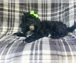 Small #7 ShihPoo