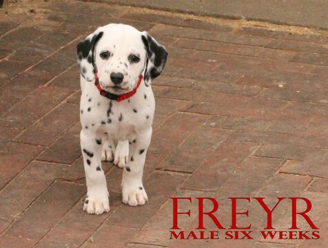 Medium Photo #5 Dalmatian Puppy For Sale in ENID, OK, USA