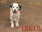 Small Photo #5 Dalmatian Puppy For Sale in ENID, OK, USA