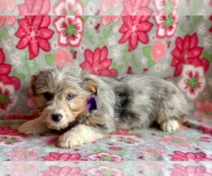 Pembroke Welsh Corgi-Poodle (Standard) Mix Puppy for sale in LANCASTER, PA, USA