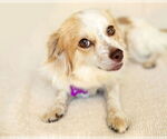 Small #1 Papillon Mix