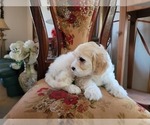 Small #4 Lhasa Apso
