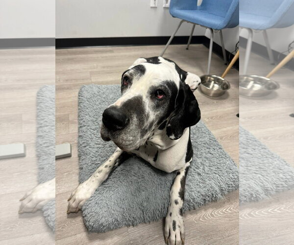 Medium Photo #5 Great Dane Puppy For Sale in St. Louis Park, MN, USA