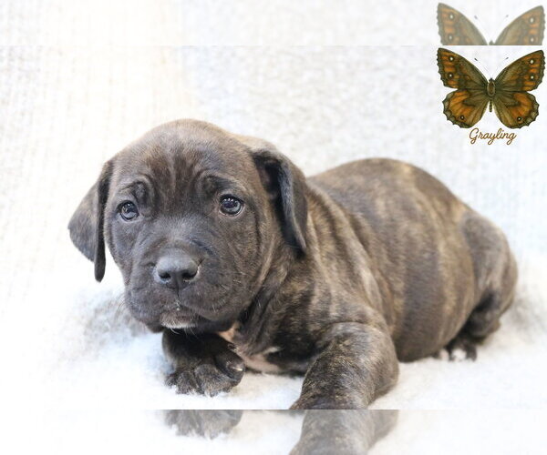 Medium Photo #8 Mutt Puppy For Sale in Wakefield, RI, USA