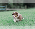 Small Photo #13 Australian Shepherd Puppy For Sale in ARODA, VA, USA
