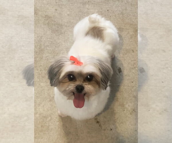 Medium Photo #7 Maltese-Unknown Mix Puppy For Sale in Santa Clarita, CA, USA