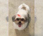 Small #6 Maltese Mix