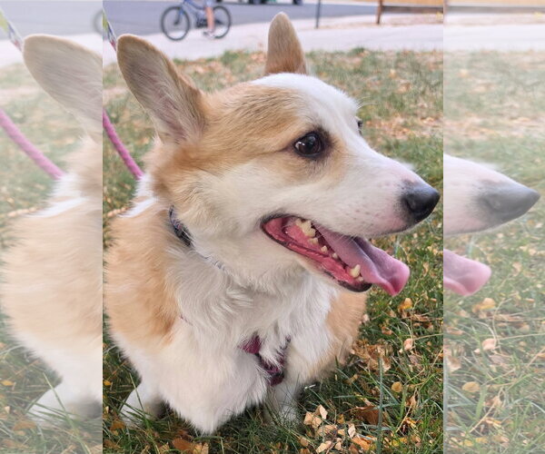 Medium Photo #2 Mutt Puppy For Sale in Denver , CO, USA
