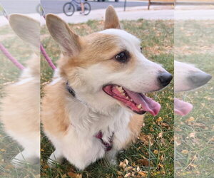 Webley - Male Mutt Dog for Adoption - Photo #2