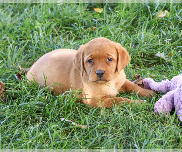Medium Photo #3 Labrador Retriever Puppy For Sale in SYRACUSE, IN, USA