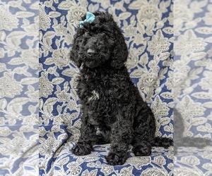 Poodle (Standard) Puppy for sale in OXFORD, PA, USA