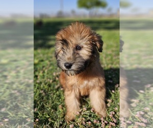 Soft Coated Wheaten Terrier Puppy for sale in PHELAN, CA, USA