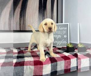 Labrador Retriever Puppy for sale in FRANKLIN, IN, USA