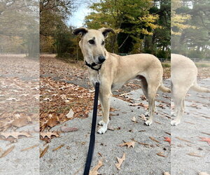 Brownie-  COURTESY POST - Male Mutt Dog for Adoption - Photo #3