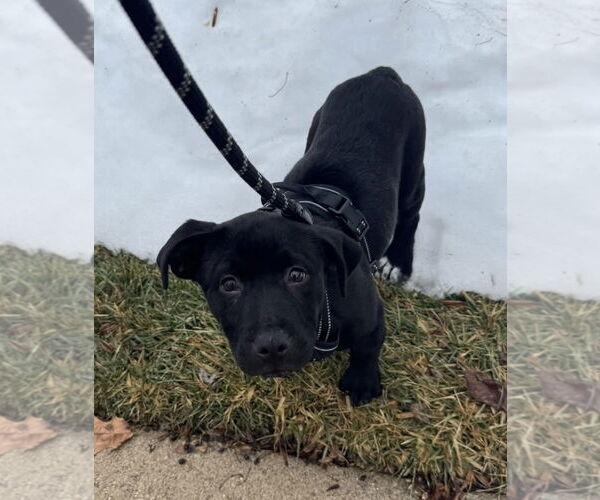 Medium Photo #5 Mutt Puppy For Sale in Germantown, OH, USA