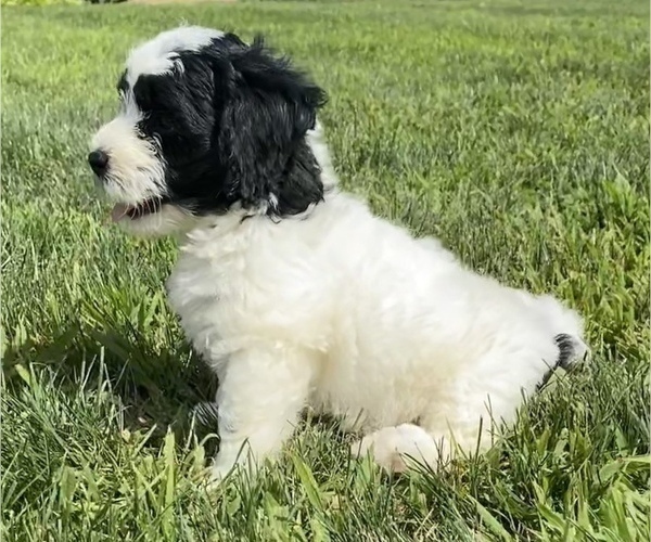 Medium Photo #4 Newfoundland-Poodle (Toy) Mix Puppy For Sale in NILES, MI, USA