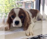 Small #2 Cavalier King Charles Spaniel