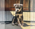 Small #3 Labrador Retriever Mix