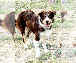 Father of the Border Collie puppies born on 04/14/2025