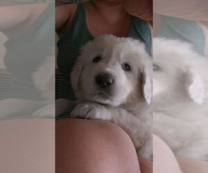 Great Pyrenees Dogs for adoption in Pacifica, CA, USA