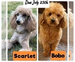 Small Photo #1 Poodle (Miniature) Puppy For Sale in KEIZER, OR, USA