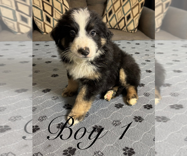 Medium Photo #3 Miniature Australian Shepherd Puppy For Sale in SALISBURY, NC, USA