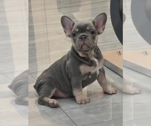 French Bulldog Puppy for sale in NORTH PORT, FL, USA