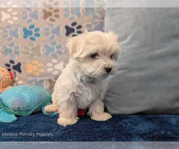 Medium Photo #2 Maltese Puppy For Sale in OCALA, FL, USA