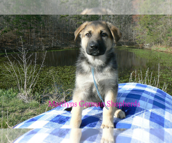 Medium Photo #1 German Shepherd Dog Puppy For Sale in PIEDMONT, MO, USA