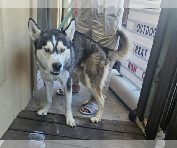 Medium Photo #3 Siberian Husky-Unknown Mix Puppy For Sale in Woodbury, NY, USA