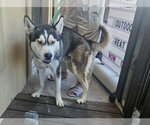 Small #2 Siberian Husky Mix