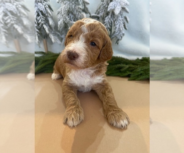 Medium Photo #11 Goldendoodle Puppy For Sale in JENKS, OK, USA