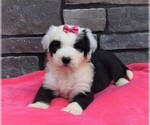 Small Photo #1 Sheepadoodle Puppy For Sale in COSHOCTON, OH, USA