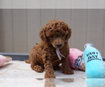 Puppy Anna Poodle (Toy)