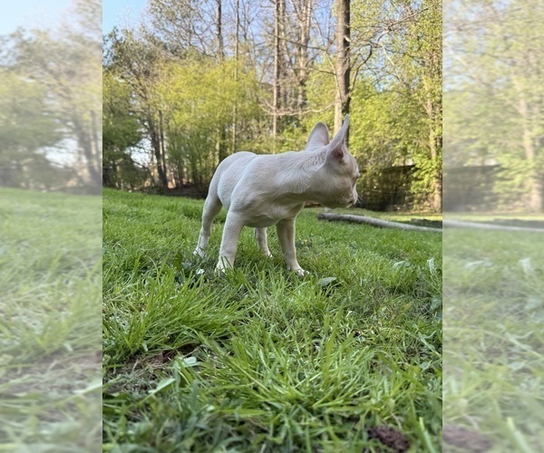 Medium Photo #6 French Bulldog Puppy For Sale in SUGAR HILL, GA, USA