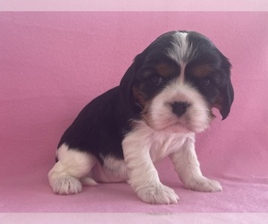 Cavalier King Charles Spaniel Puppy for sale in ALLENDALE, MI, USA