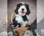 Puppy Green String Sheepadoodle