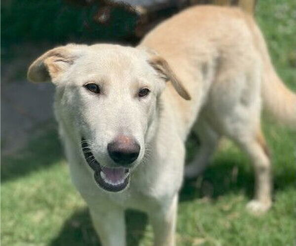 Medium Photo #4 Labrador Retriever-Unknown Mix Puppy For Sale in Genesee, WI, USA
