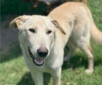 Small #3 Labrador Retriever Mix