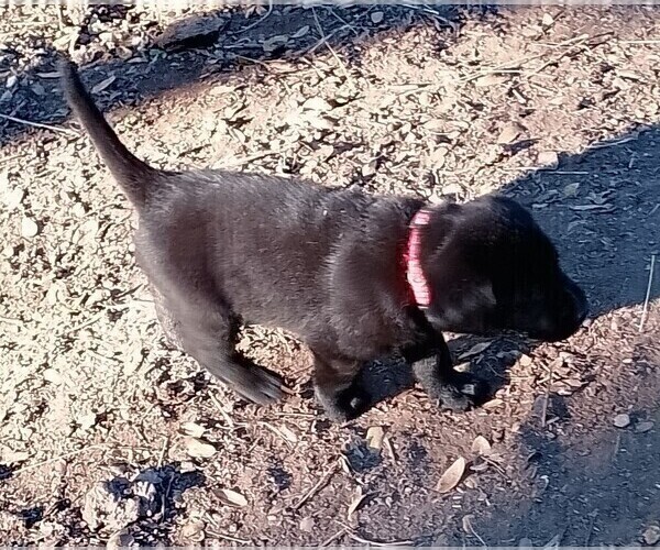 Medium Photo #4 Labrador Retriever Puppy For Sale in IONE, CA, USA
