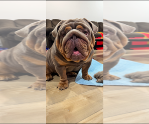 Father of the English Bulldog-French Bulldog Mix puppies born on 04/05/2025
