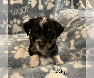 Mutt Dogs for adoption in Colorado Springs, CO, USA