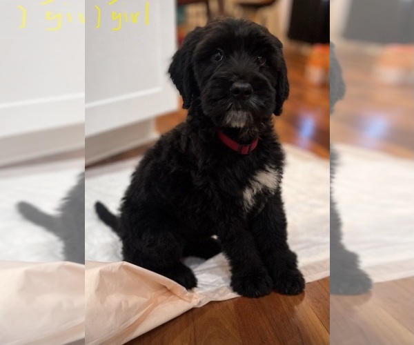 Medium Photo #3 Bernedoodle-Saint Bernard Mix Puppy For Sale in NEW RIVER, AZ, USA