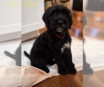Small #2 Bernedoodle-Saint Bernard Mix