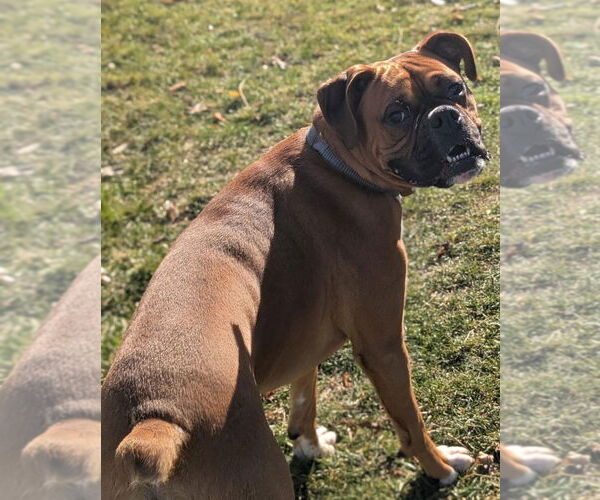 Medium Photo #4 Boxer Puppy For Sale in Muskegon, MI, USA